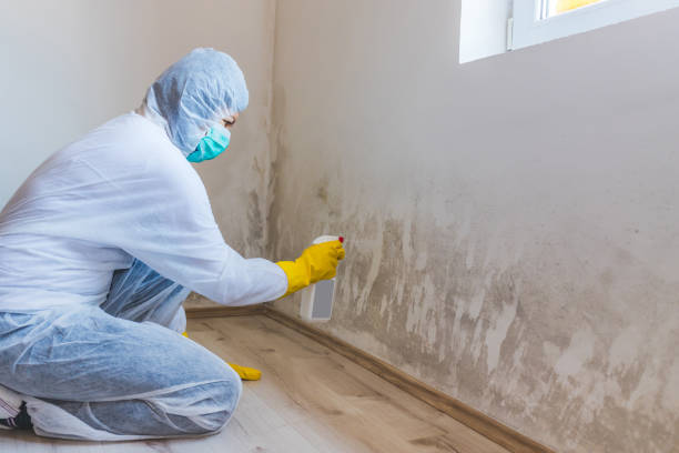 Licensed Basement Mold Remediation service in Winthrop, MN - 24 Hour Mold Removal
