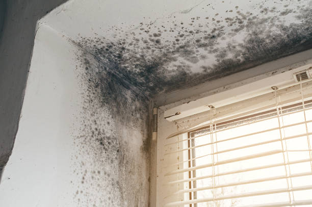 Affordable Basement Mold Remediation solutions in Winthrop, MN
